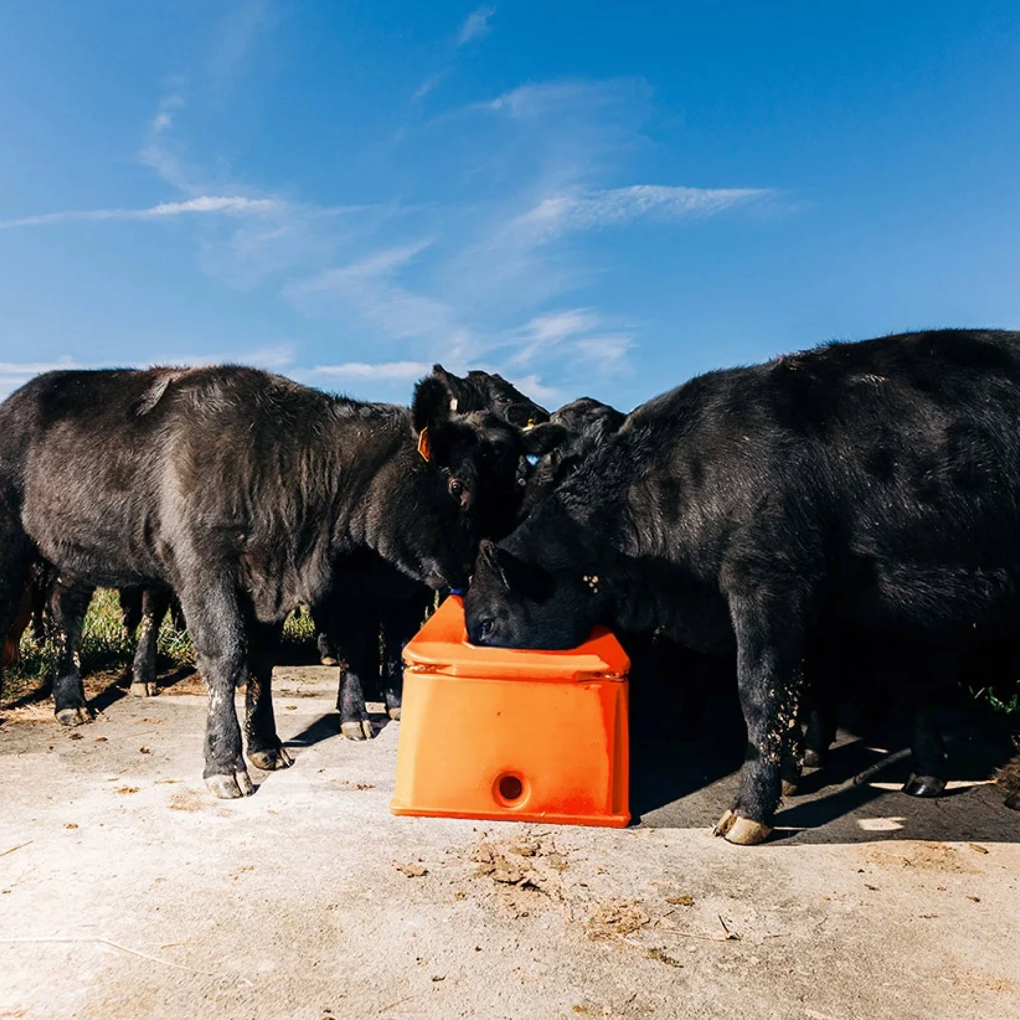 Tusker Single Hole Energy Free Waterer - Image 3